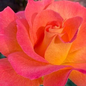 Posh Live Give Away!!! 🧡🧡🧡